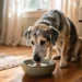 what does it mean when an older dog starts drinking a lot of water